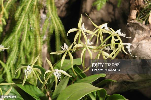 Epidendrum Ciliare. Orchid.