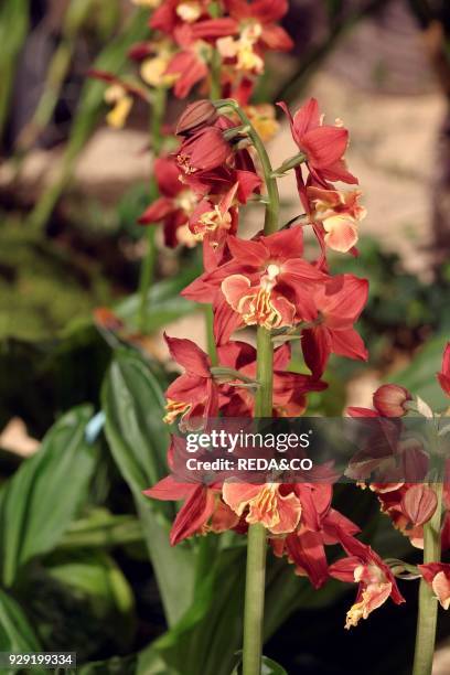 Calanthe Discolor. Orchid.
