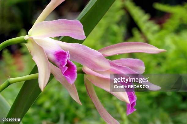 Laelia Purpurata "alba" X L. Tenebrosa. Orchid.