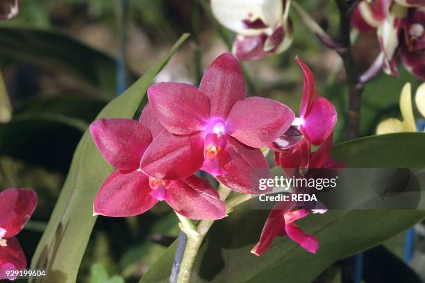 Phalaenopsis "wassner Feuer".