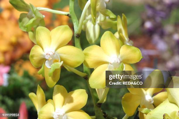 Vanda "motes Buttercup". Orchid.