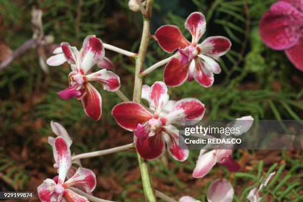 Vanda "love". Orchid.