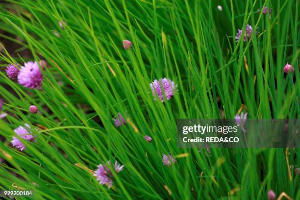 Allium schoenoprasum. Erba cipollina. Chive.