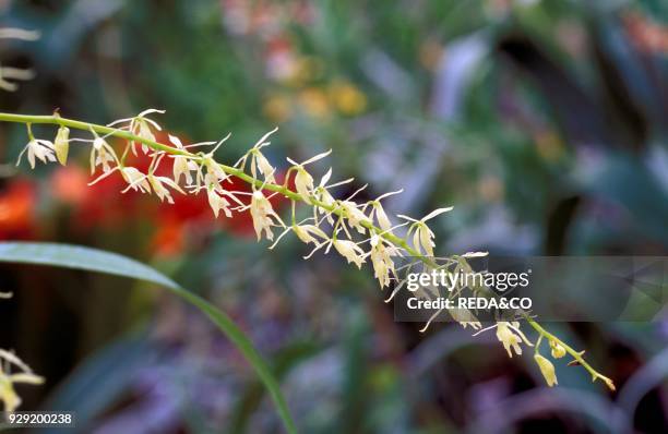 Epidendrum Sobpurum.