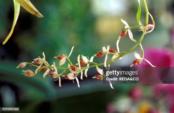 Epidendrum Ferrugineum.