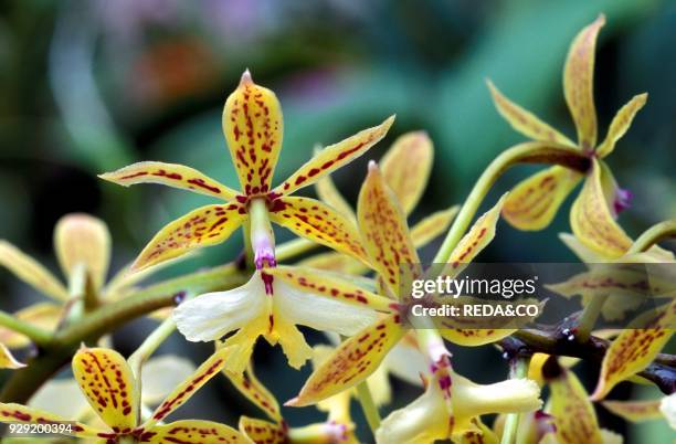 Epidendrum Stamfordianum.