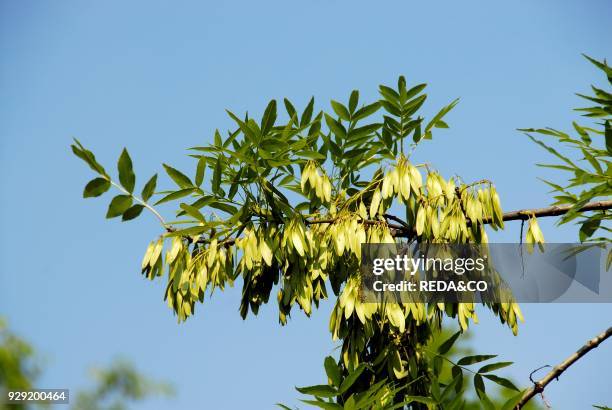 Fraxinus angustifolia.