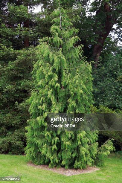 Chamaecyparis nootkatensis "Pendula".