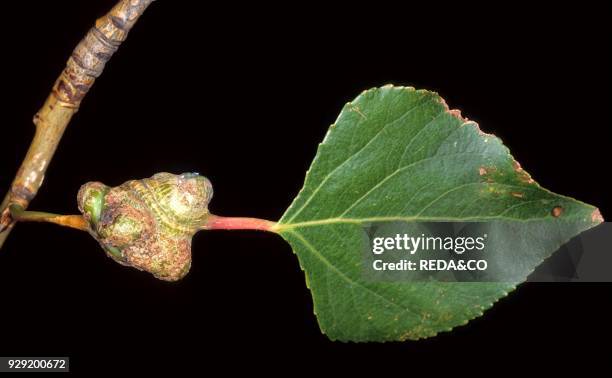 Pemphigus bursarius gall on Populus nigra. Black Poplar.