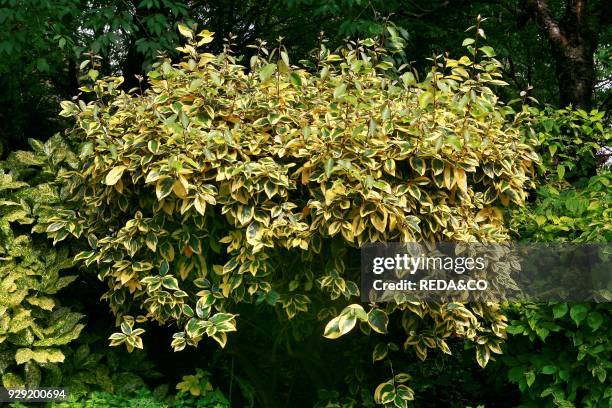 Elaeagnus x ebbingei "Gilt Edge".