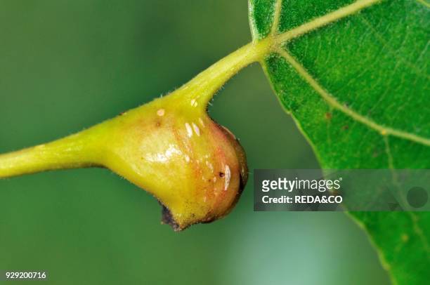 Pemphigus bursarius gall on Populus nigra. Black Poplar.
