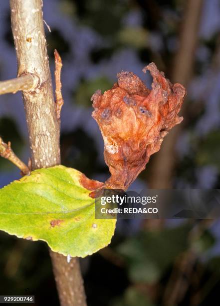 Pemphigus vesicarius gall.