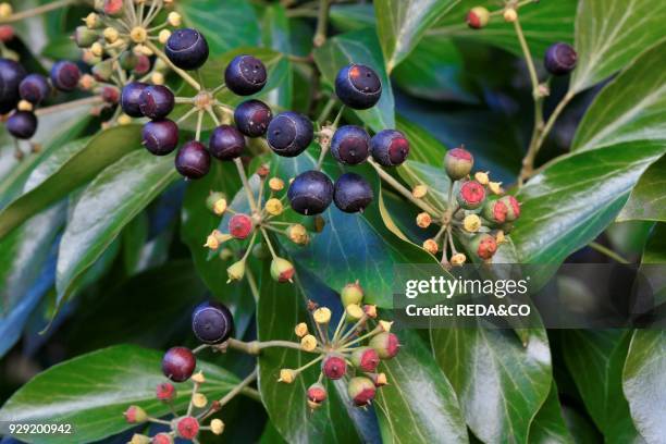 Hedera helix. Ivy. Berries.