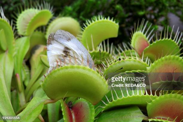 Dionaea muscipula. Venus fly trap. A butterfly in the trap.