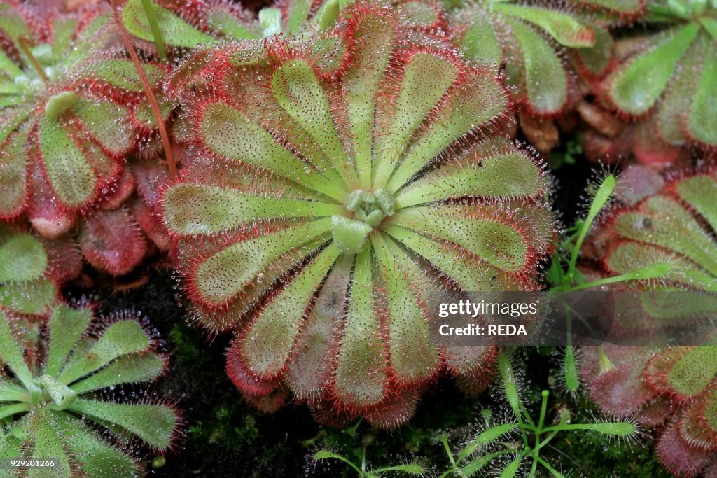 Drosera aliciae. sundew. carnivorous plant. pianta carnivora