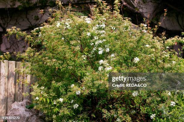 Spiraea sp.