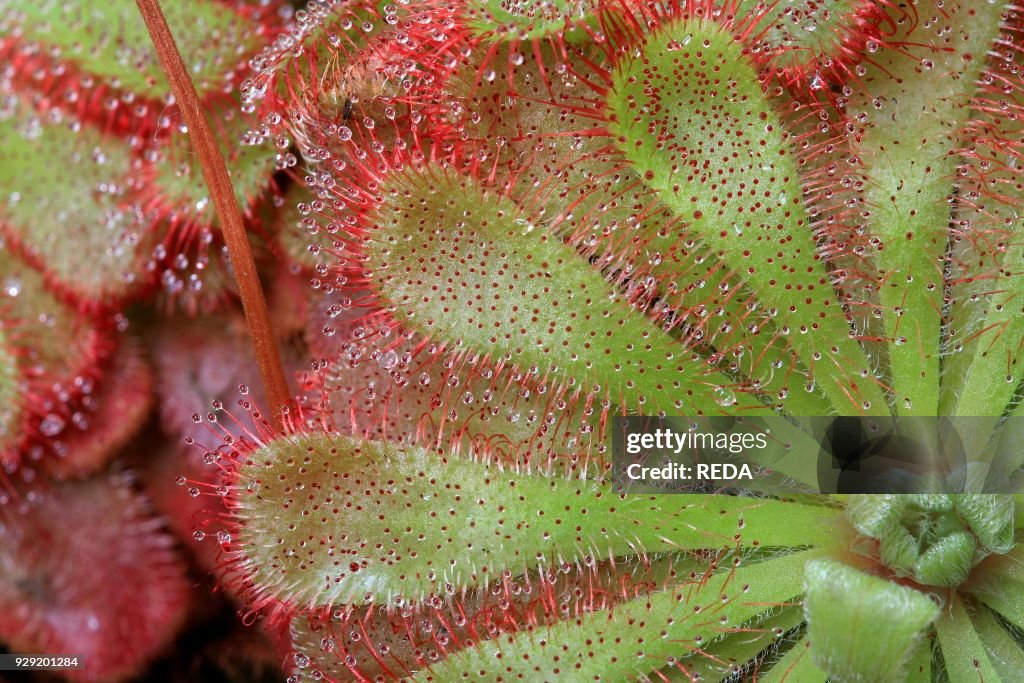 Drosera aliciae. sundew. carnivorous plant. pianta carnivora