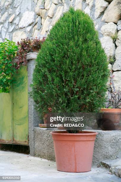 Thuja in vaso.