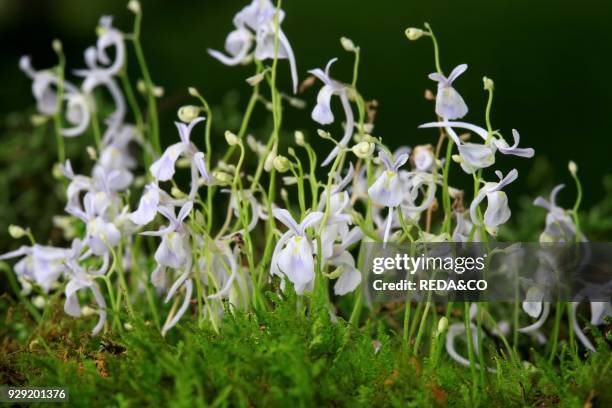 Utricularia sandersonii. Carnivorous plant. Pianta carnivora.