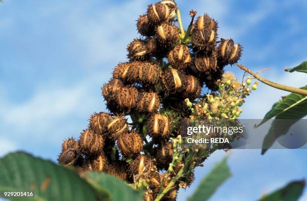 Ricinus Communis. Castor-oil plant. Italy.
