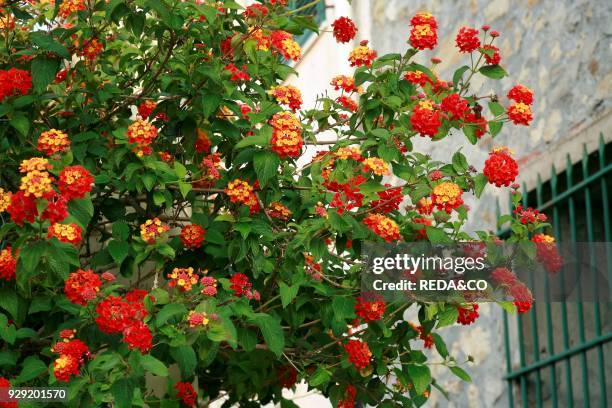 Lantana camara.