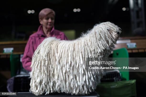 Komondor dog, also known as an Hungarian sheepdog, during the first day of Crufts 2018 at the NEC in Birmingham.