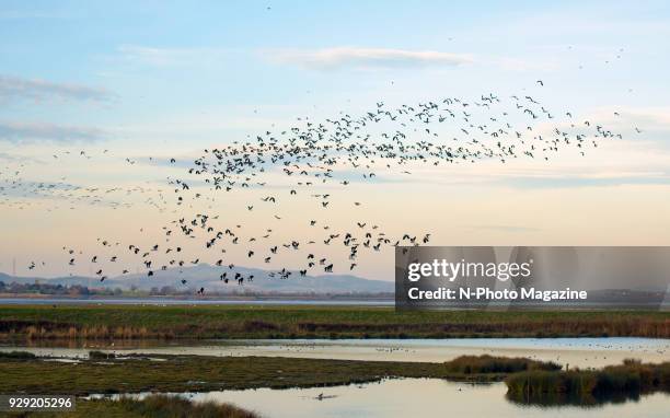 Flock of birds flying over Slimbridge Wetland Centre in Gloucestershire, taken on December 14, 2016.