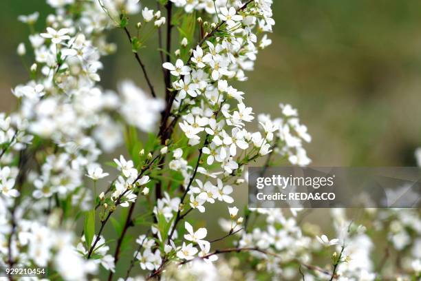 Spiraea thumbergii. Spirea.