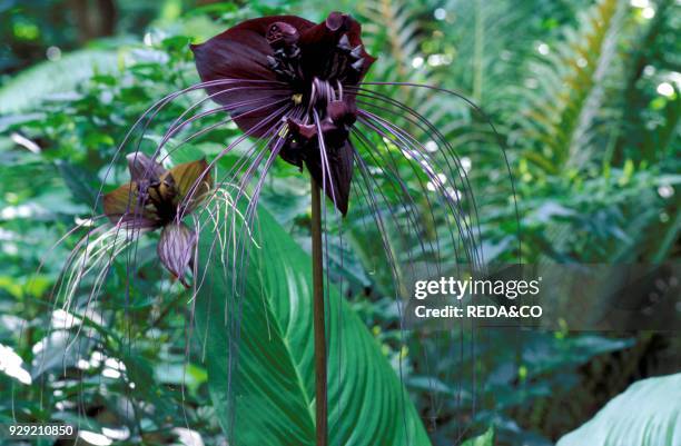 26 fotografias e imagens de Orquídea Negra - Getty Images