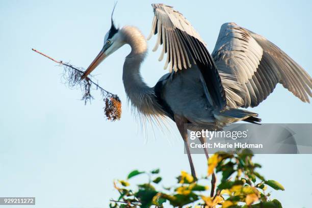 male great blue heron bringing stick to female great blue heron, not shown in photo, for nest building, in wakodahatchee wetlands, florida. - marie hickman stock-fotos und bilder