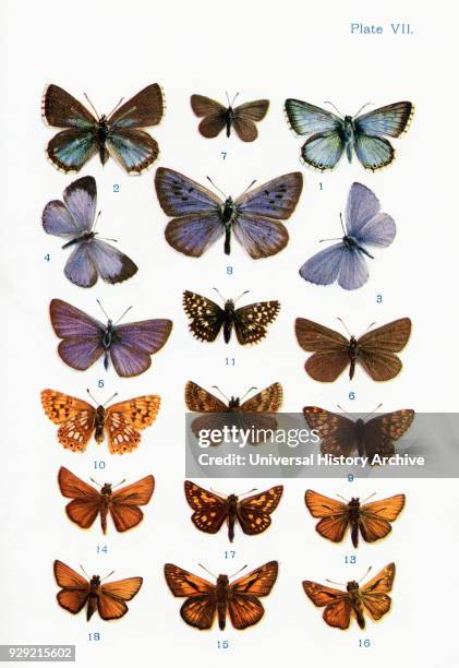 Different types of butterflies. Illustration by W.S.Furneaux. From the book Butterflies, Moths and Other Insects and Creatures of the Countryside....