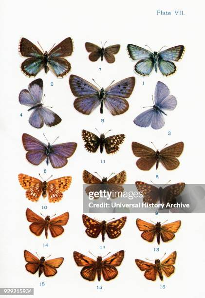 Different types of butterflies. Illustration by W.S.Furneaux. From the book Butterflies, Moths and Other Insects and Creatures of the Countryside....