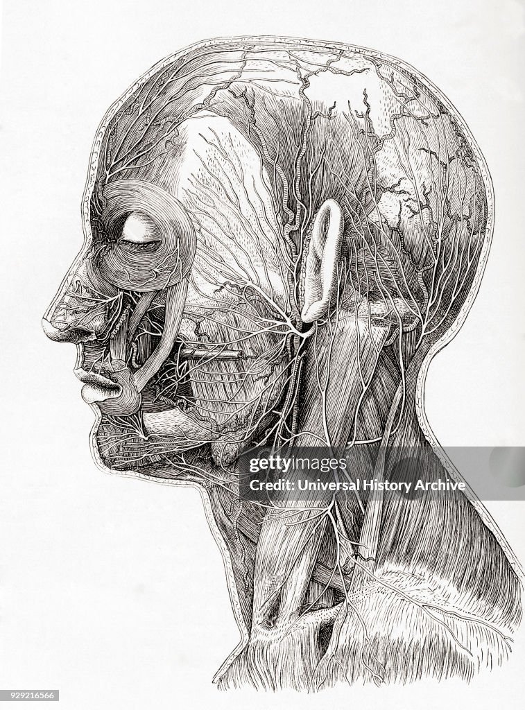 Diagram showing the superficial nerves of the human head and neck