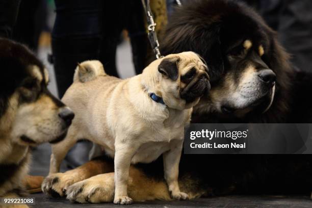 Czkwska the Pug stands between two Tibetan Mastiffs at the Crufts dog show at the NEC Arena on March 8, 2018 in Birmingham, England. The annual...