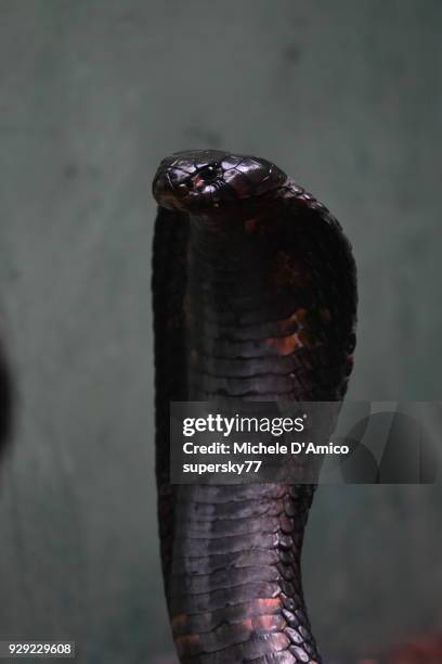 aggressive egyptian cobra (naja haje) - vipera aspis stock pictures, royalty-free photos & images