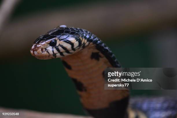 angry forest cobra (naja melanoleuca) - forest cobra stock pictures, royalty-free photos & images