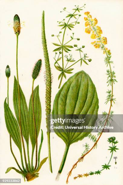 Wildflowers. 1. Ribwort 2. Broadleaved Plantain or Waybread 3. Goose grass or Cleavers 4. Ladies' Bedstraw 5. Field madder