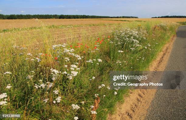 Wildflowers roadside verge of field, Boyton, Suffolk, England.