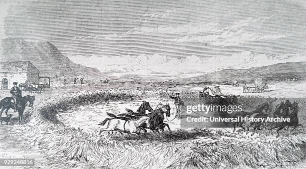 Engraving depicts threshing with horses in Spain. Threshing is a method used to separate grain from , typically with a flail or by the action of a...