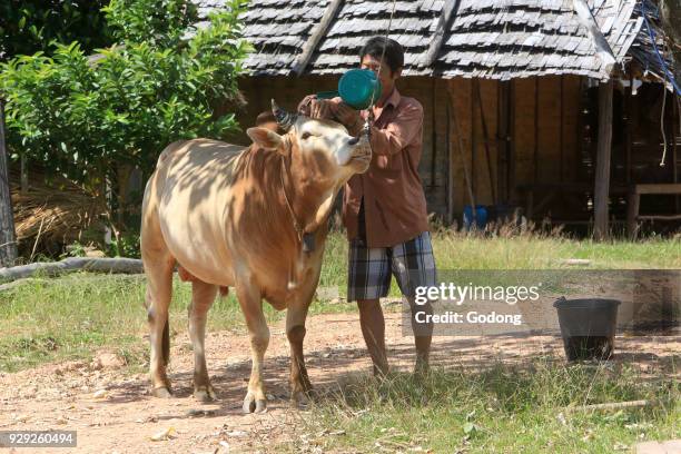 Lao fermer washing the horns of a cow. Traditional lao village. Laos.