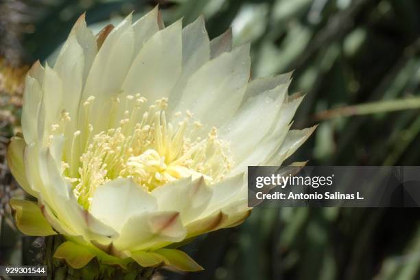 desert bloom flowers atacama - copiapo stock pictures, royalty-free photos & images