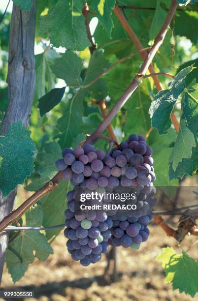 Bunches of brunello wine. Montalcino. Italy.