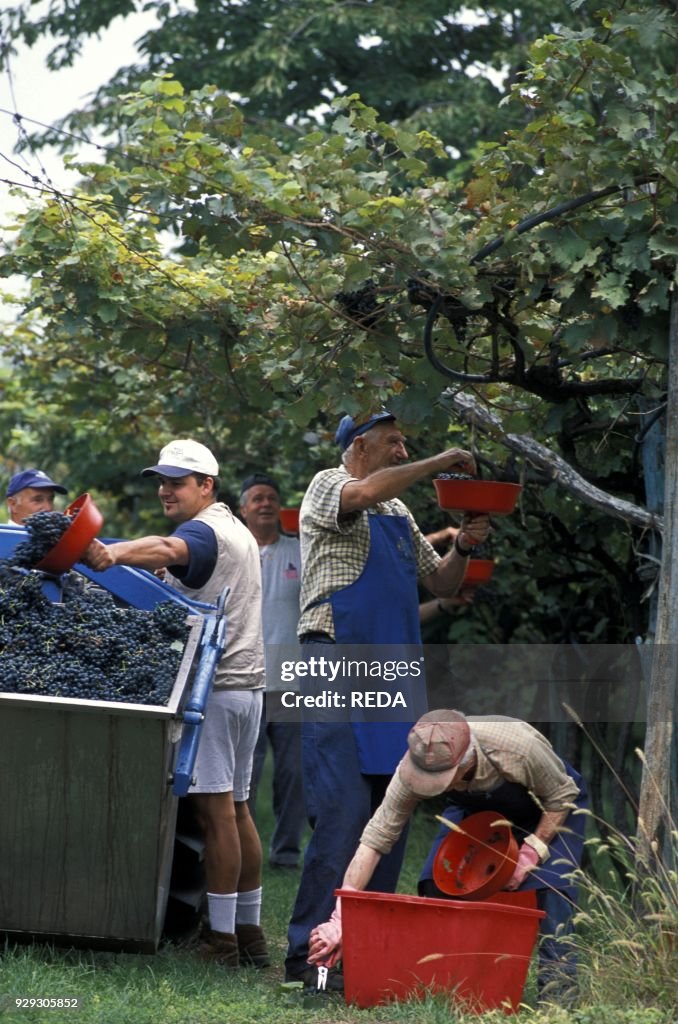 Preparation of Marzemino wine. Marano d'Isera. Trentino. Italy