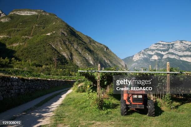 Typical vineyard pergola trentina grape Pinot grigio. Vallagarina. Trentino Alto Adige.
