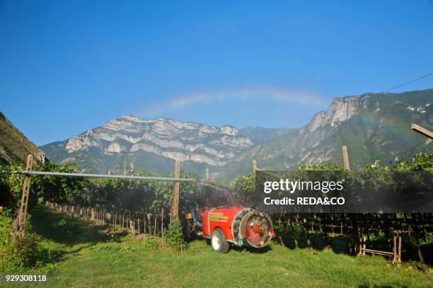 Typical vineyard pergola trentina grape Pinot grigio. Vallagarina. Trentino Alto Adige.