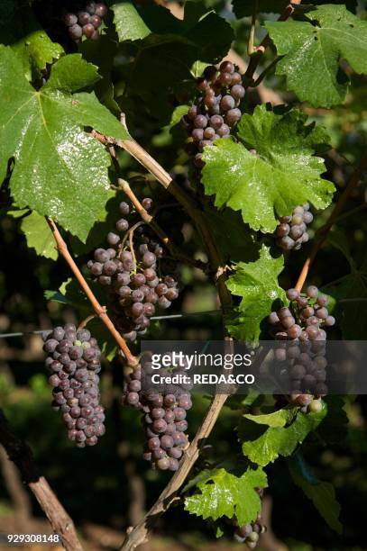Pinot grigio grape. Trentino. Italy. Europe.