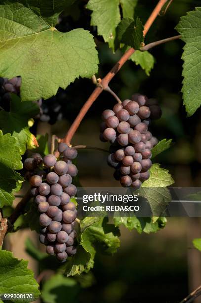 Pinot grigio grape. Trentino. Italy. Europe.