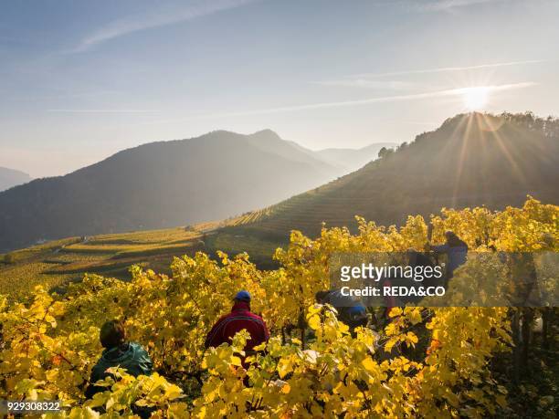 Grape Harvest by traditional hand picking in the Wachau area of Austria. The Wachau is a famous vineyard and listed as Wachau Cultural Landscape as...