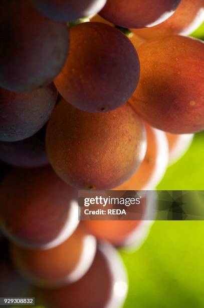 Detail. Pinot grigio grape. Trentino. Italy. Europe.