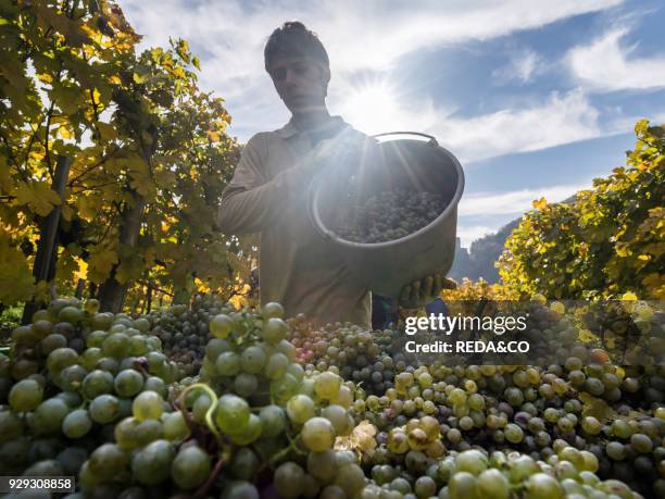 Grape Harvest by traditional hand picking in the Wachau area of Austria. The Wachau is a famous vineyard and listed as Wachau Cultural Landscape as...